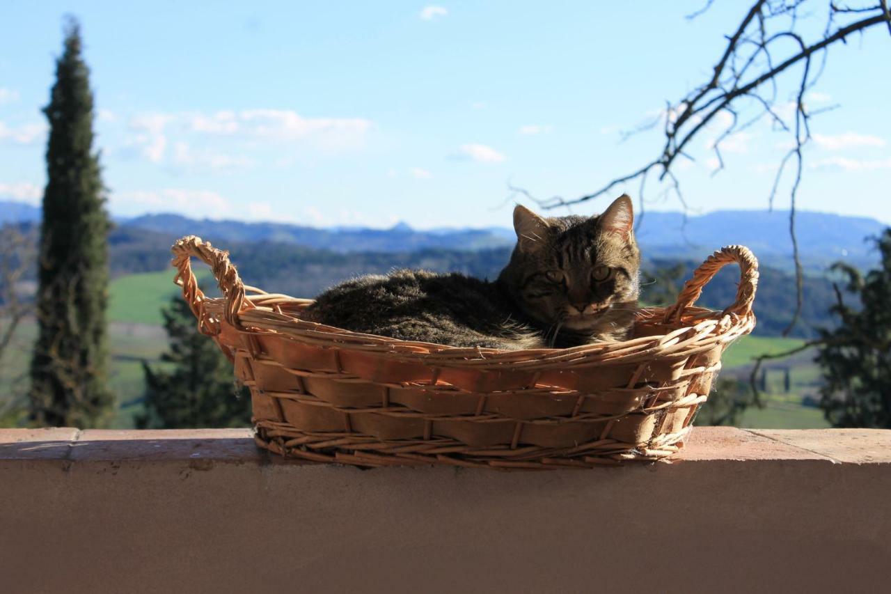Bed and Breakfast BB Gli Aristogatti Ghizzano Esterno foto